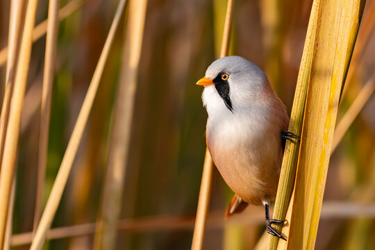 Bearded Reedling