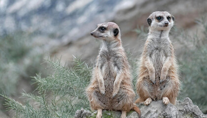 Fototapeta premium Meerkats Suricata, suricatta on lookout, wild life