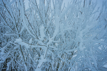 Cold winter background with frost covered branches