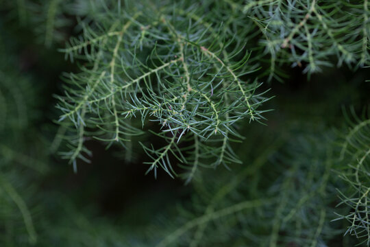 The cryptomeria japonica cristata is a Japanese cedar with a typical roostercomb. Natural coniferous green background, selective focus