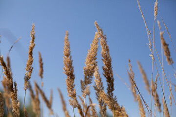 Dry reeds in the sun light, close up of wild grass against blue sky
