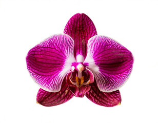 Rosa Orchidee isoliert auf weißen Hintergrund, Freisteller