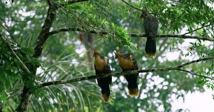 Family of Hoatzin birds perching and socializing on a tree branch.