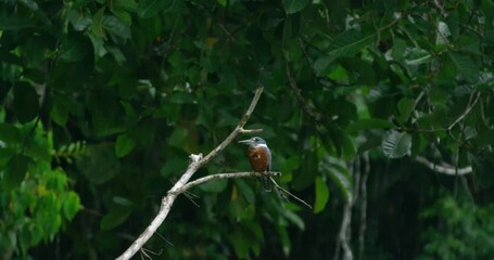 Ringed Kingfisher bird perching solitarily on a twig in the rain. 