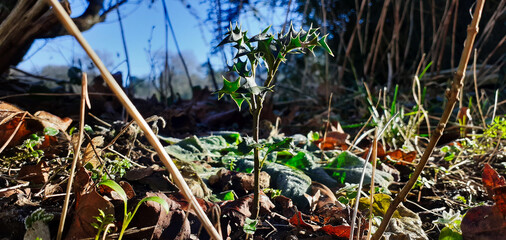 Naklejka premium Holly seedling