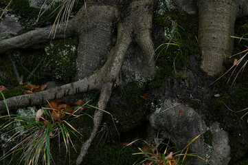 Beech roots in the forest floor with gras background. Trees wooden ground backdrop.
