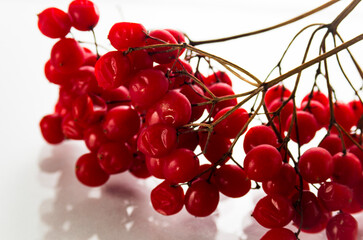 Red viburnum on a branch on a white background