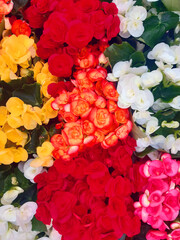 Floral background. Natural flowers of various intense colors.