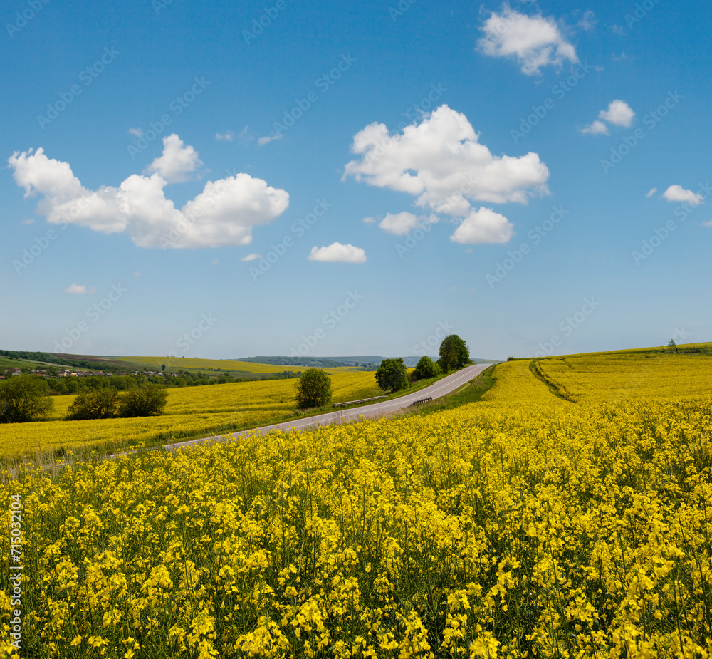 Canvas Prints spring rapeseed yellow blooming fields