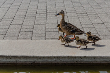 duck and ducklings coming down sidewalk.