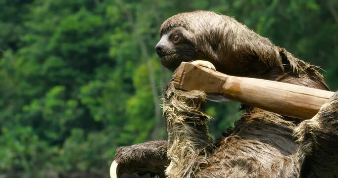 Three toed Sloth clings to a boat oar as the boat is sailing.