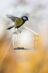 bird feeder on window. transparent cute feeder with food for wild animals. tits and sparrows eat...
