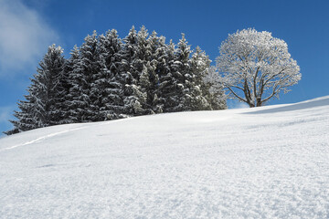 unberührte Schneelandschaft in Hirschegg/Mittelberg im Kleinwalsertal