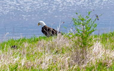 american bald eagle in the grass