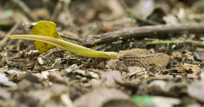 Tiny titans of Yasuni ants' astonishing leaf transport.