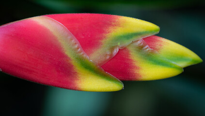 Close-up of a tropical flower (Heliconia rostrata) protruding sideways into the picture. The...