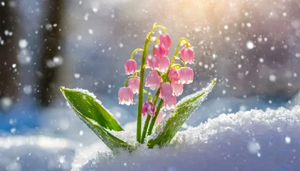 Gordijnen Blooming Flowers in the Snow - Early bloom in Winter Landscape  © Eggy