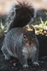squirrel