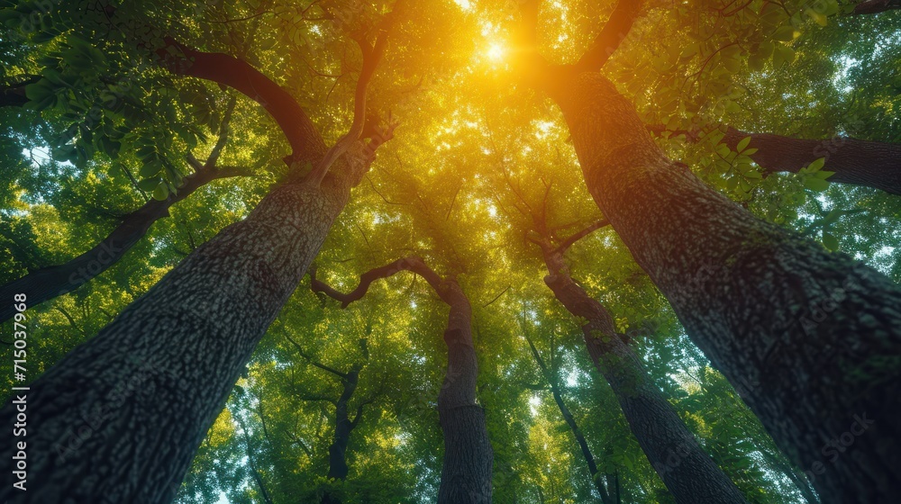 Sticker  the sun shines through the branches of a large, tall tree in the middle of a lush green forest.