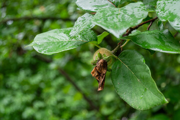 The fruit of a young ripening quince and leaves covered with drops of water after rain. Gardening