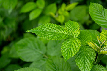 Green young raspberry leaves close-up in spring on a bush.