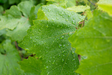 Green grape leaves with water drops after rain, close-up. Natural background. Gardening