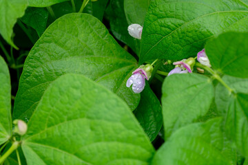 Flowering bean plant with white-lilac flowers and green leaves in the vegetable garden. Selective focus