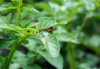 The young red larva of the Colorado potato beetle eats the leaves of green potatoes. Problems of agriculture. Insect control.