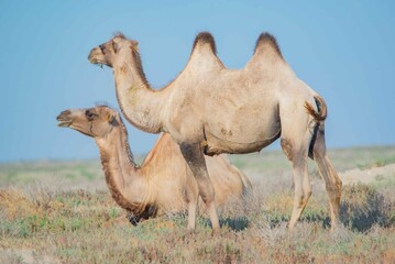 Two camels grazing in the steppes of Kazakhstan