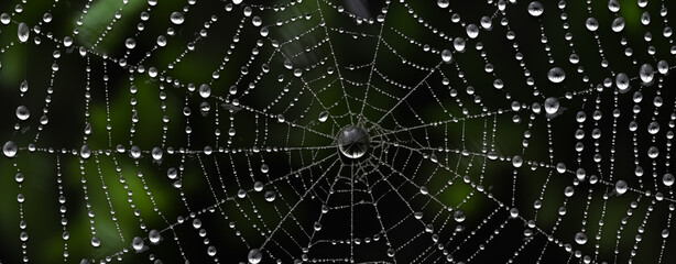 Obraz premium spider web with water droplets