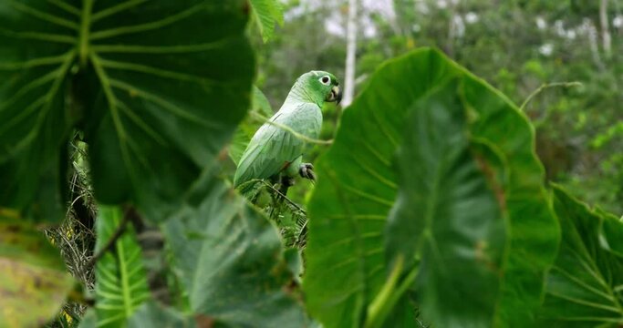 Beauty and significance Mealy parrots in Yasuni's vibrant ecosystem.