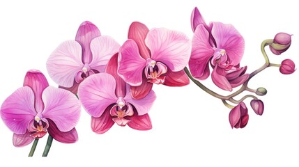 Naklejka na ściany i meble Bright floral detail: A single orchid bloom, vibrant in pink and purple, symbolizing love and freshness on a clean white background.