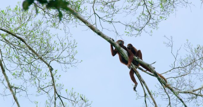 Colombian Red Howler monkeys majestic residents of the Amazon forest.