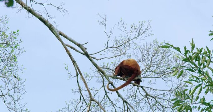 Vertical mastery a Red Howler Monkey's grace in Yasuni National Park.