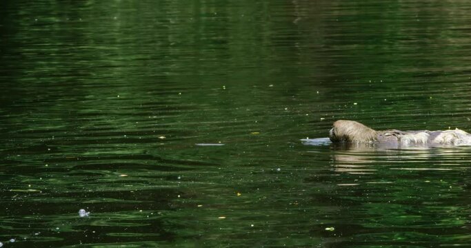 Tranquil River Crossing Observing Sloths in Yasuni National Park.