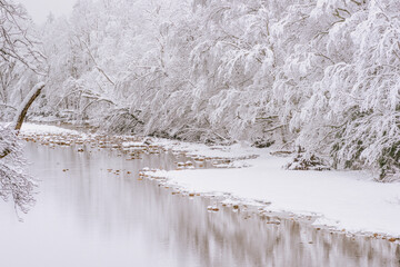 Trees on a NH riverbank weighted down by heavy snow after recent storm, river in foreground with white snow background