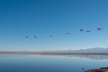 Flamencos volando en el salar de Atacama, Chile