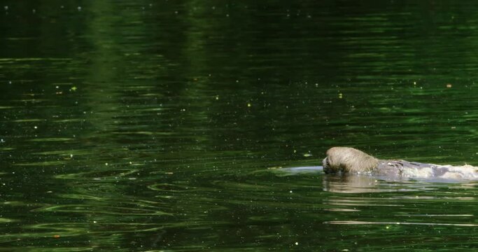 Sloth captured swimming inside the Yasuni National Parks river.