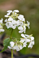 Hohe Flammenblume, Phlox mit weißen Blüten