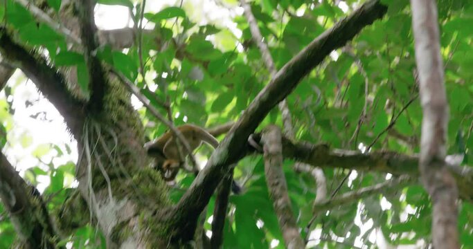 Squirrel Monkey was filmed from the inside of Yasuni National Park.