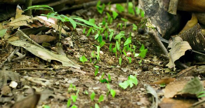 Swarm of ants moving green leaves through hard terrain and soil.