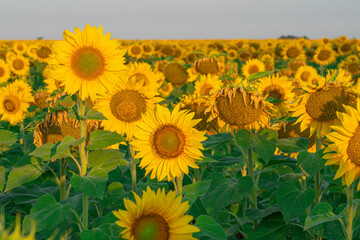 sunflower and a field of sunflowers on a blue sky background