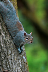 squirrel on a tree