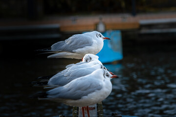 seagulls on the pier