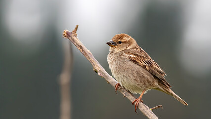 sparrow on a branch