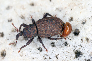 Beetles, a weevil (Curculionidae) and another observed on the island of Mauritius in mulch under...