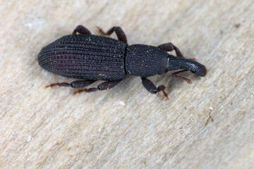 A beetle (snout beetles or true weevils, Curculionidae, Cossoninae) observed under the bark of a tree on the island of Mauritius. 