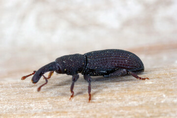 A beetle (snout beetles or true weevils, Curculionidae, Cossoninae, Dryotribus)  observed under the...