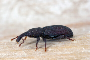 A beetle (snout beetles or true weevils, Curculionidae, Cossoninae, Dryotribus)  observed under the bark of a tree on the island of Mauritius. 