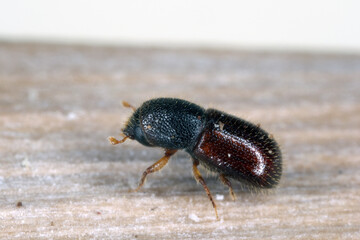 A bark beetle (Scolytinae in Curculionidae, formerly Scolytidae) observed on the island of Mauritius. 
